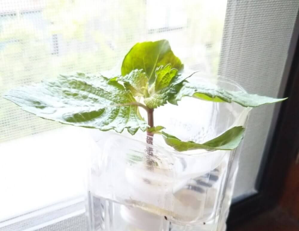 大葉　水耕栽培