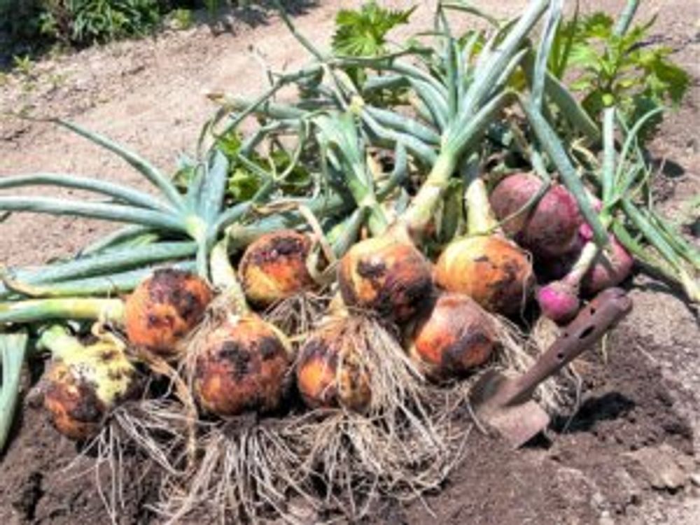 玉ねぎ　紫たまねぎ