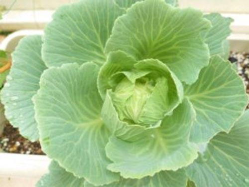 11月に種まき 苗植えしたい家庭菜園におすすめの野菜8選 Greensnap グリーンスナップ