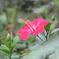 真夏に咲くハイビスカス！南国を感じる魅惑の一枚特集🌺の画像