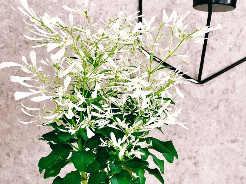 ユーフォルビア