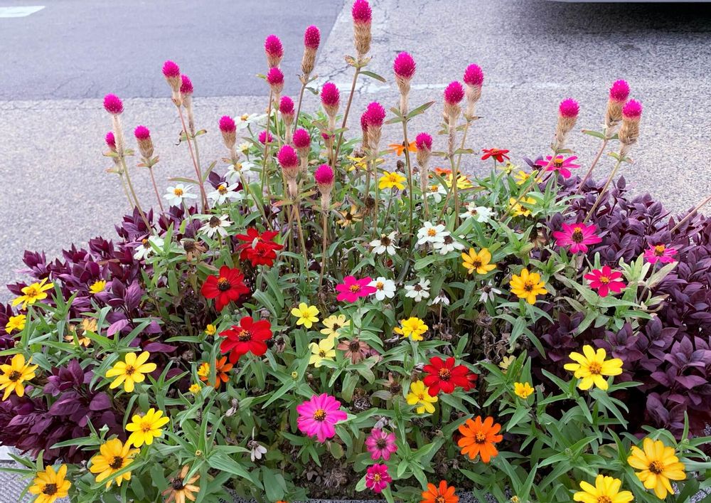 センニチコウ 寄せ植え