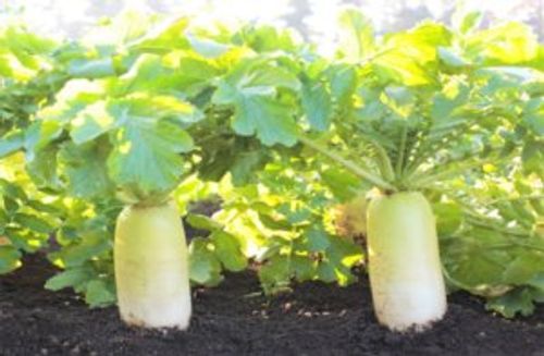 1月に植える野菜8選 プランターでも栽培できるおすすめの種類は Greensnap グリーンスナップ