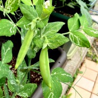 12月に植える野菜8選｜プランターでも栽培できる寒さに強いおすすめの種類は？の画像