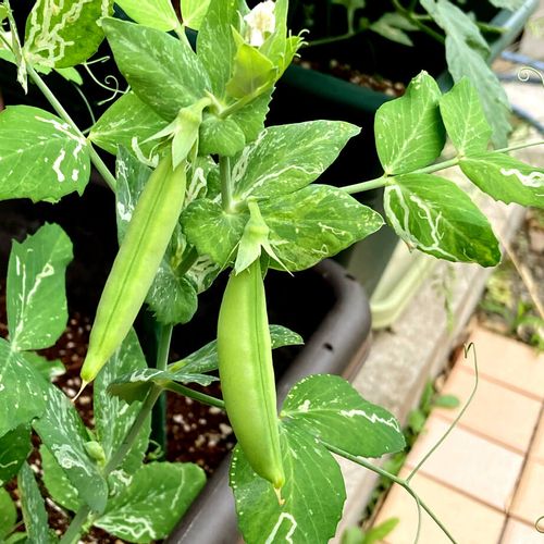 12月に植える野菜8選 プランターでも栽培できる寒さに強いおすすめの種類は Greensnap グリーンスナップ