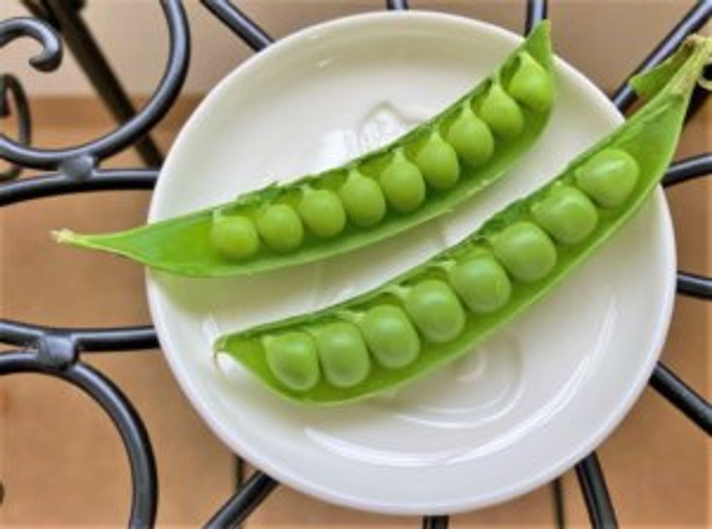 スナップエンドウ　豆