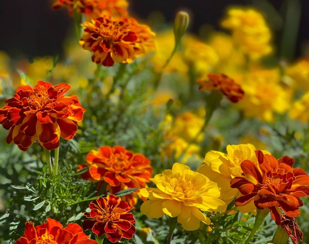 マリーゴールド