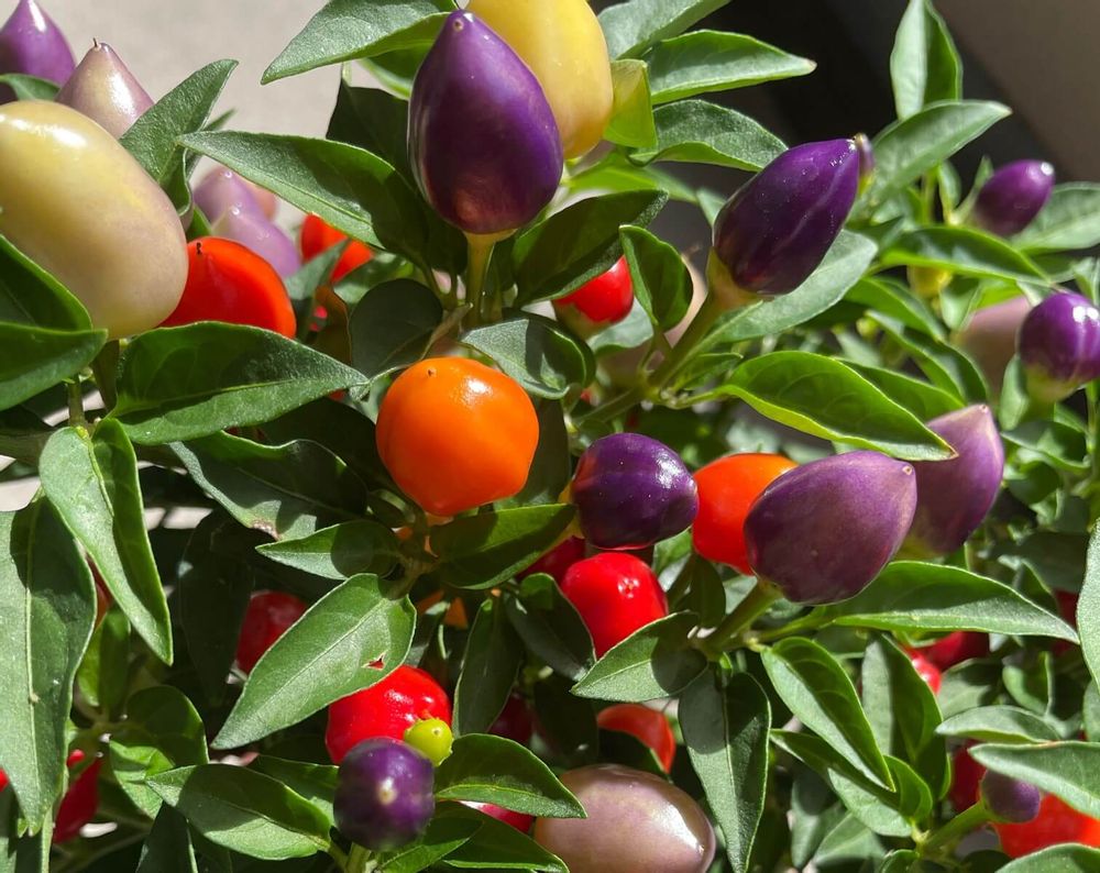 五色トウガラシ