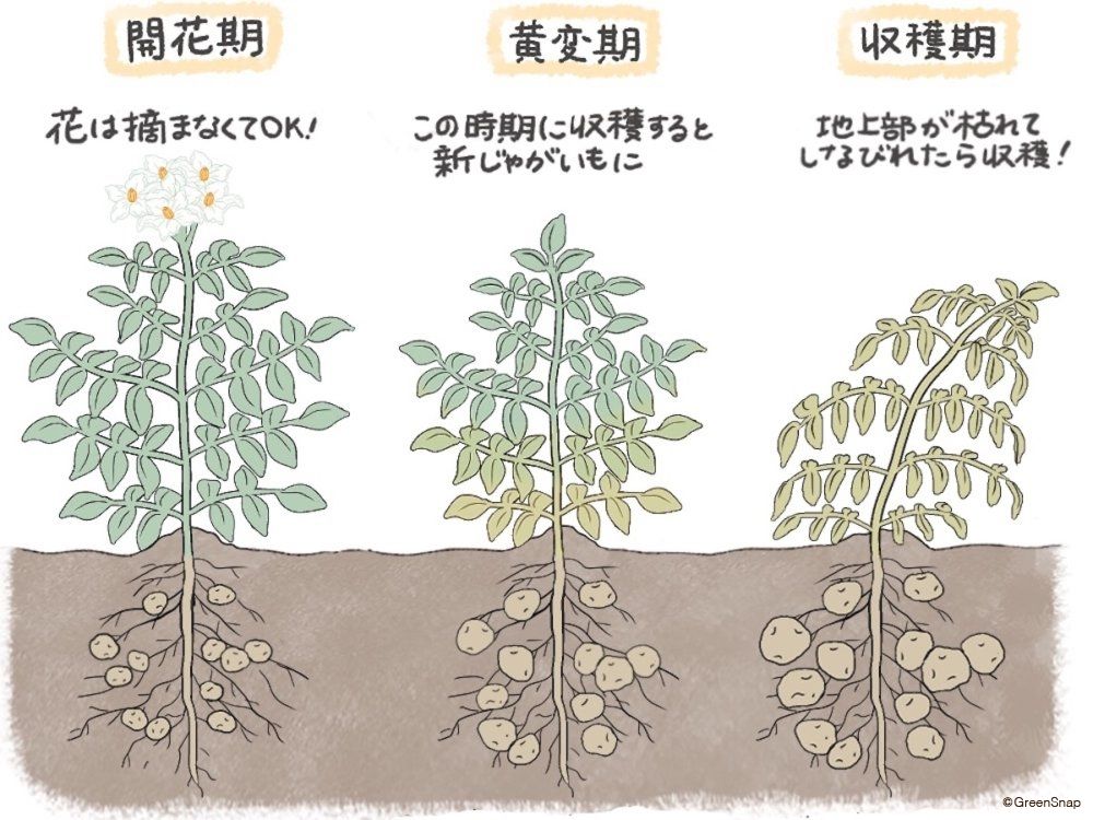 ジャガイモ 収穫時期 目安 見分け方 イラスト