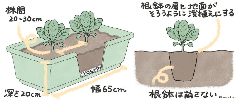 キャベツ プランター 定植 イラスト