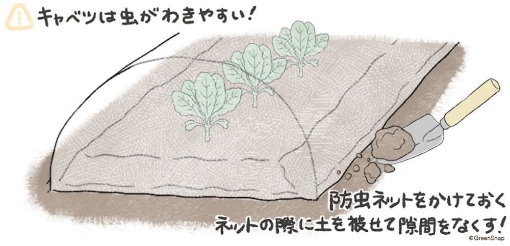 キャベツ 害虫 対策 イラスト