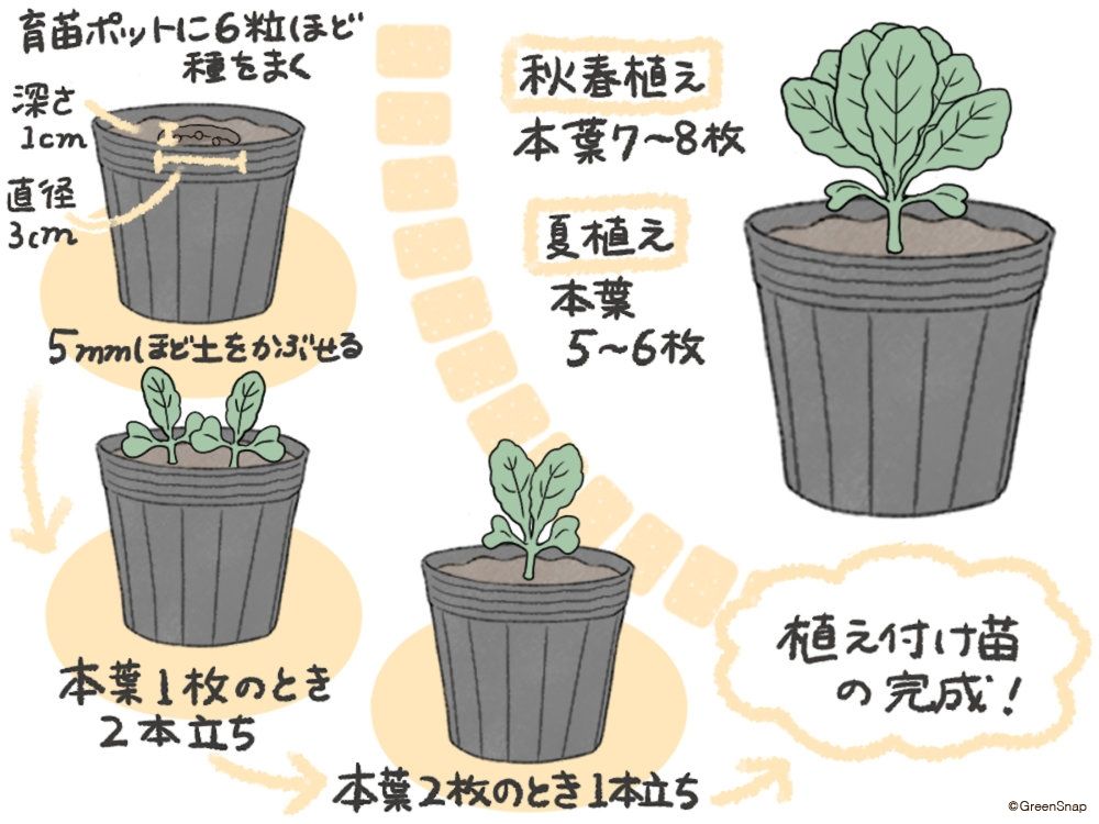 キャベツ 種まき イラスト