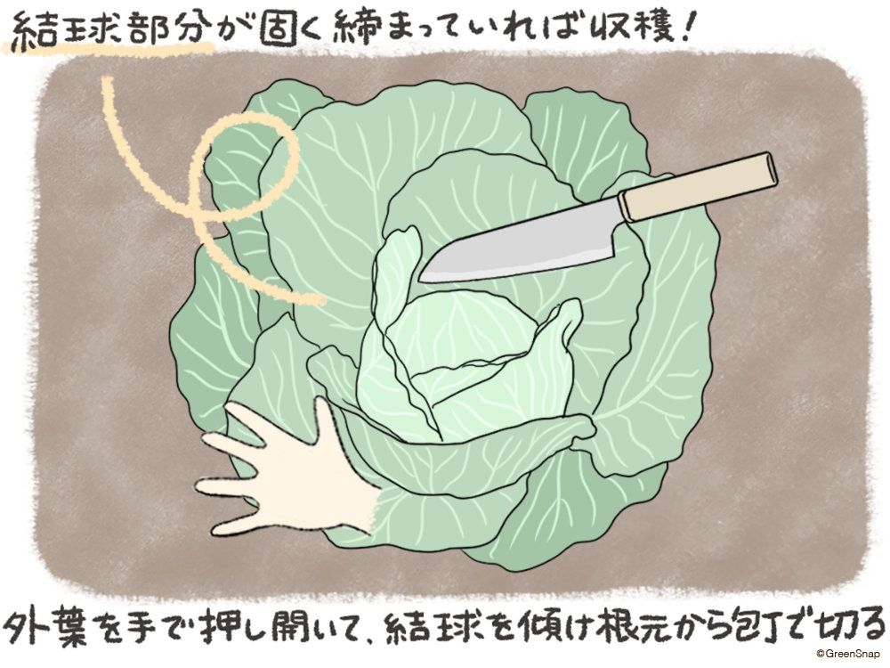 キャベツ 収穫 イラスト