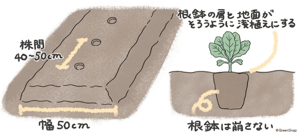 キャベツ 畑 定植 イラスト