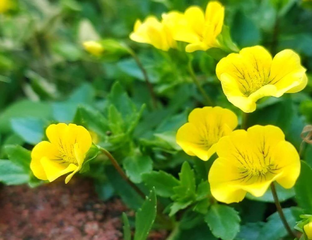 メカルドニア　黄色