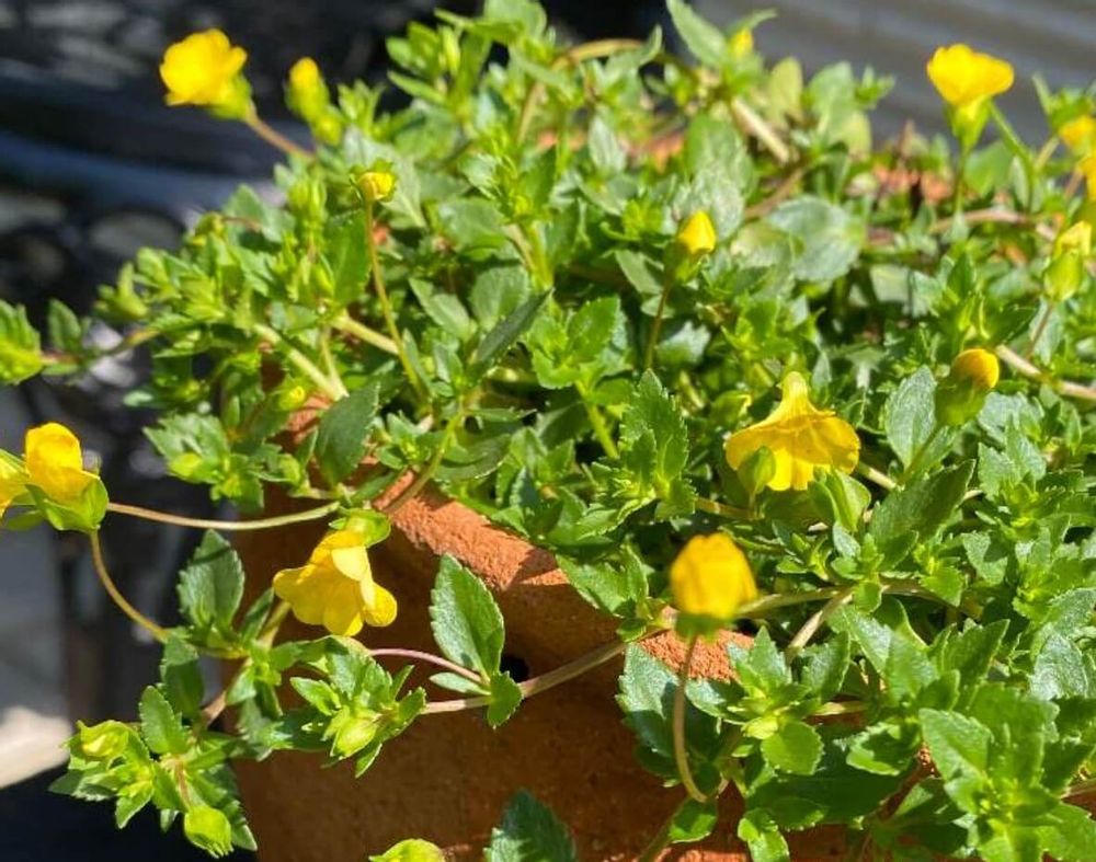 メカルドニア　黄色