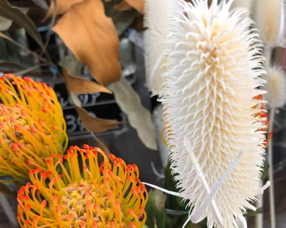 チーゼル　ドライフラワー