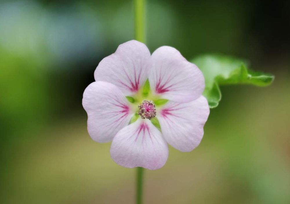 アニソドンテア　ピンク