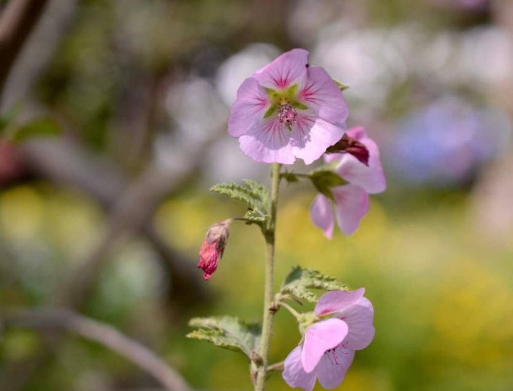 アニソドンテア