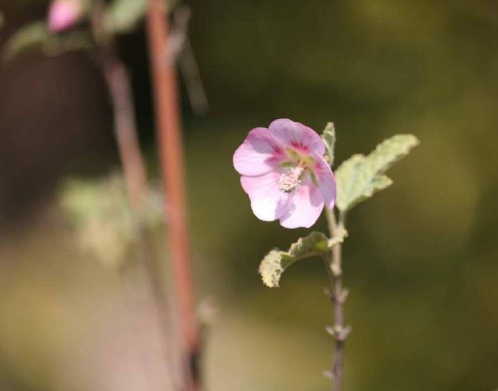 アニソドンテア