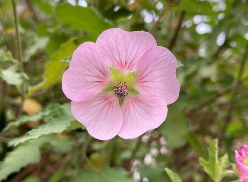 アニソドンテア