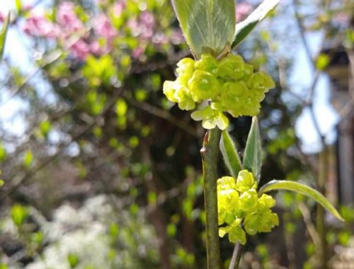 クロモジとは 育て方や花言葉 クロモジ茶の作り方は Greensnap グリーンスナップ