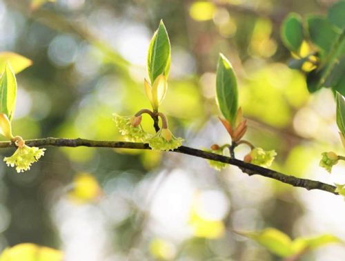 クロモジとは 育て方や花言葉 クロモジ茶の作り方は Greensnap グリーンスナップ