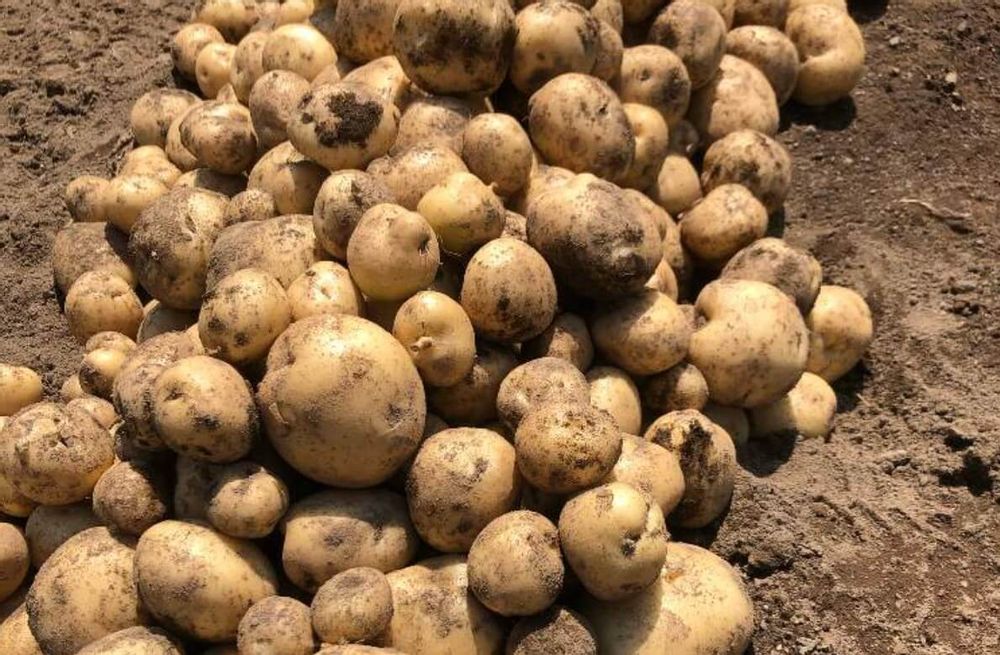 ジャガイモ　種類　男爵ジャガイモ
