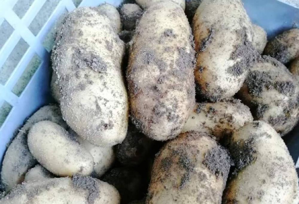 ジャガイモ　種類　メークイン