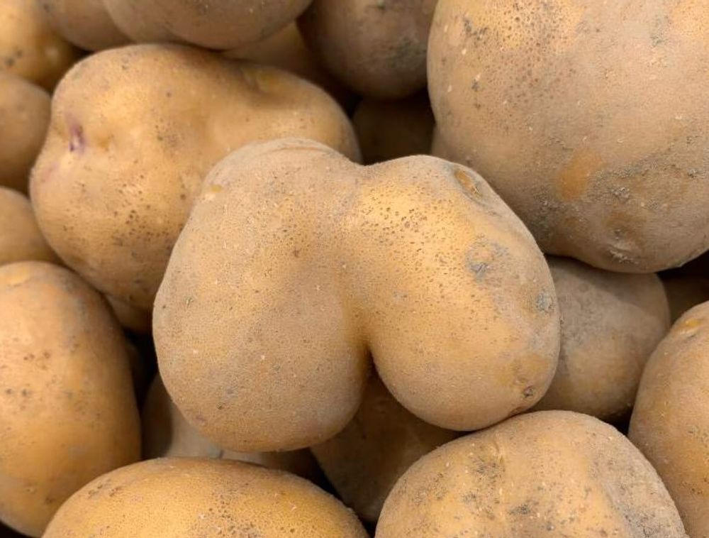 ジャガイモ　種類　インカのめざめ