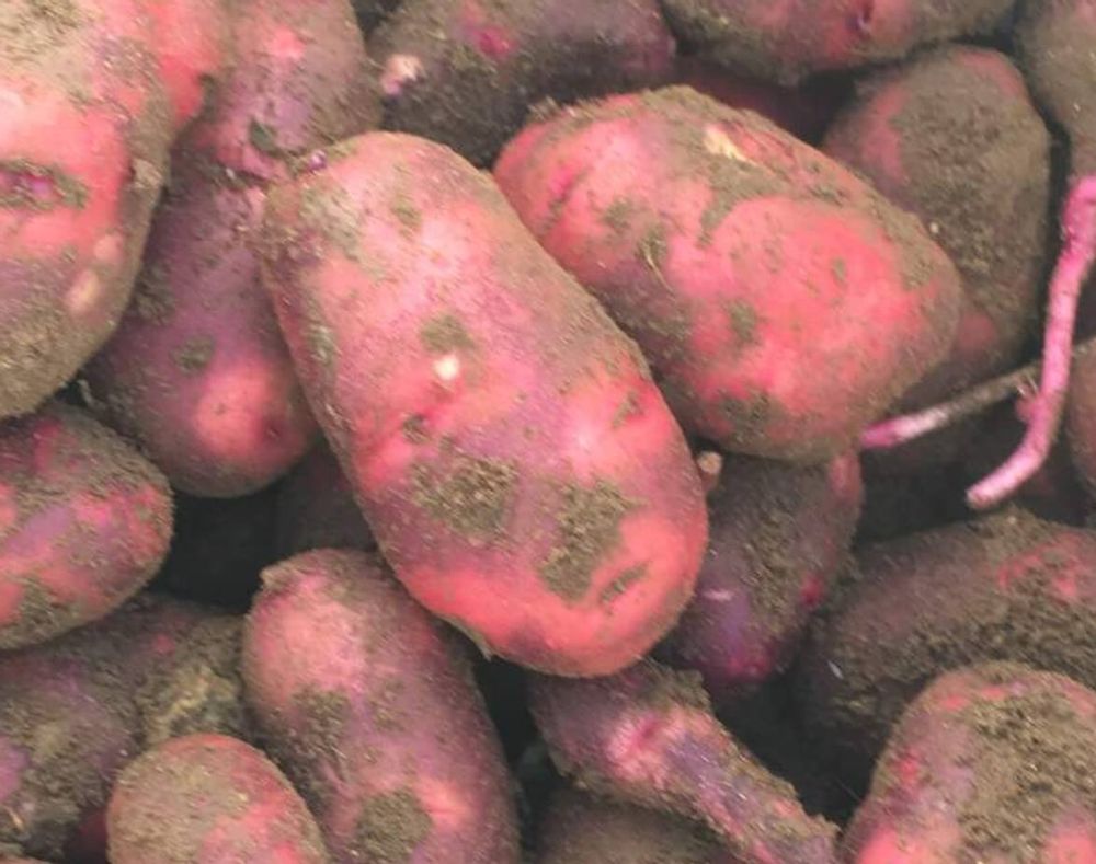 ジャガイモ　種類　インカのひとみ