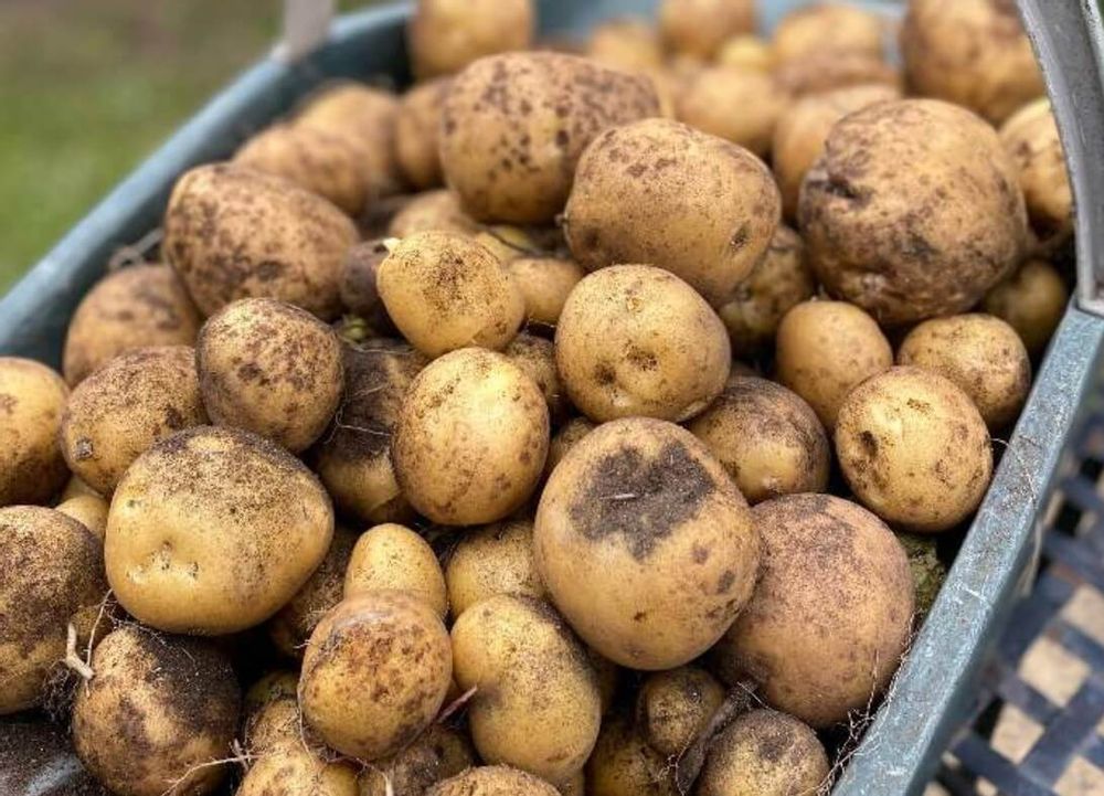 ジャガイモ　種類　とうや