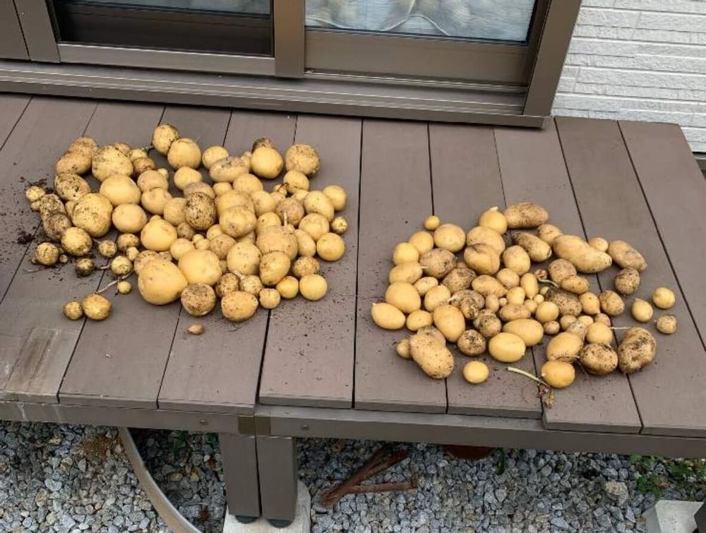 ジャガイモ　種類　ホッカイコガネ