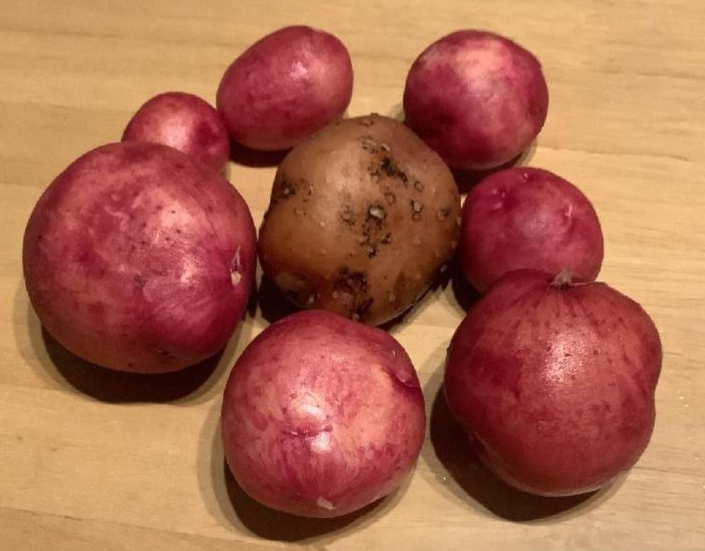 ジャガイモ　種類　アンデスレッド