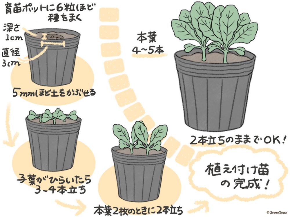 白菜 種まき 苗の作り方 イラスト