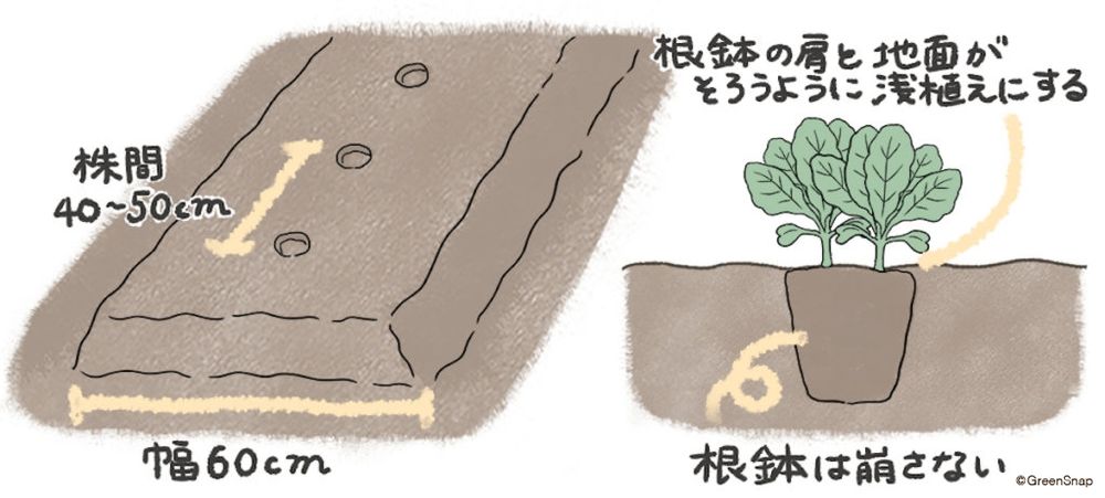 白菜 畑 苗の植え方 イラスト