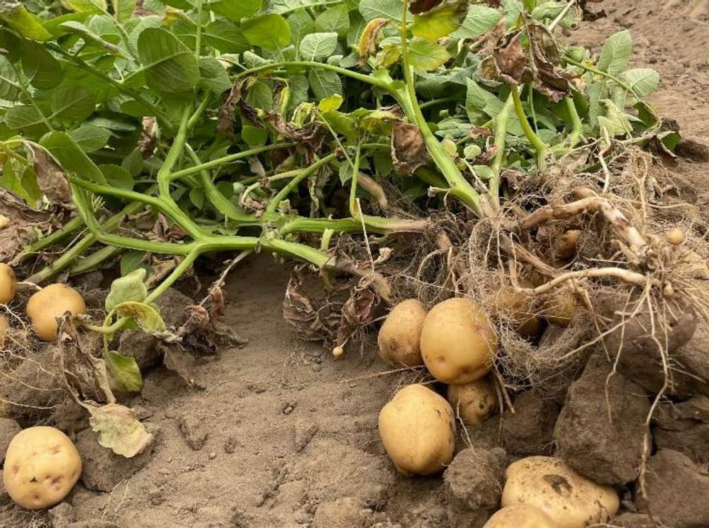 ジャガイモ　芽かき