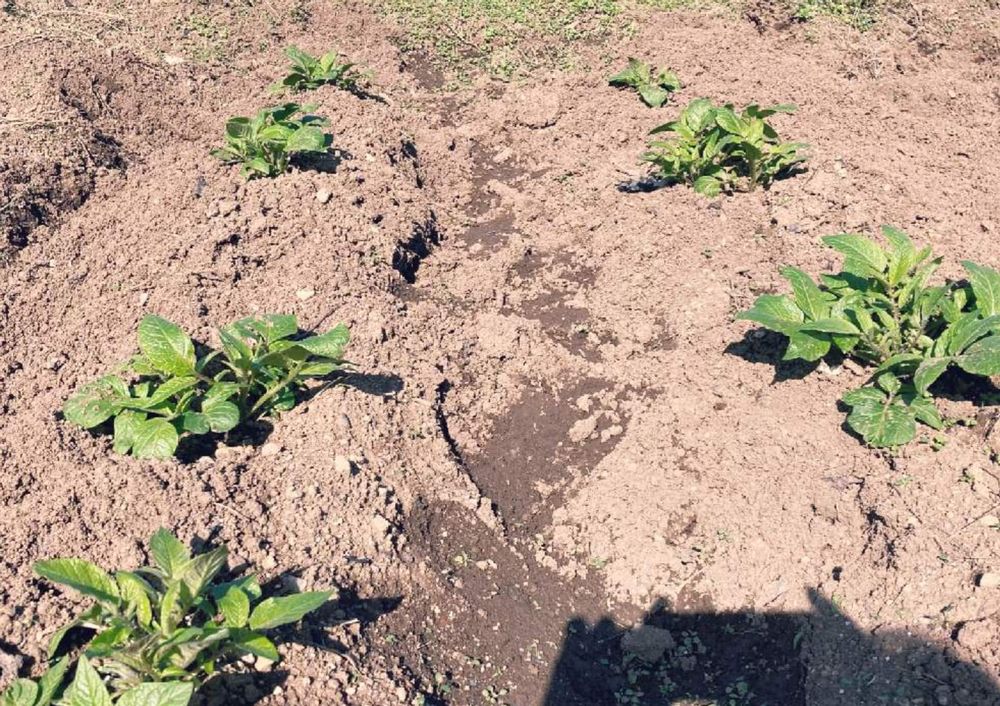 ジャガイモ　芽かき