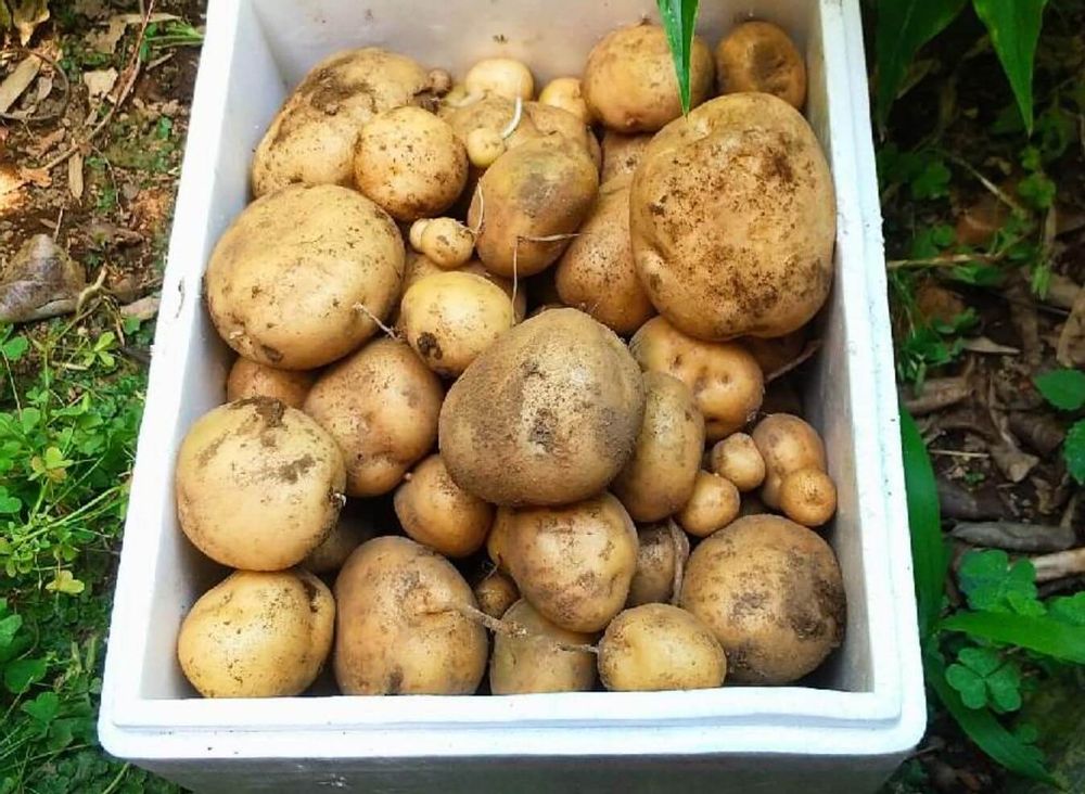 ジャガイモ　保存方法