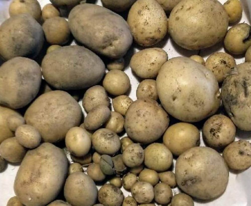 ジャガイモ　保存方法