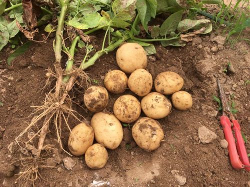 ジャガイモの保存方法 保存できる期間や冷凍 冷蔵庫 常温での方法は Greensnap グリーンスナップ