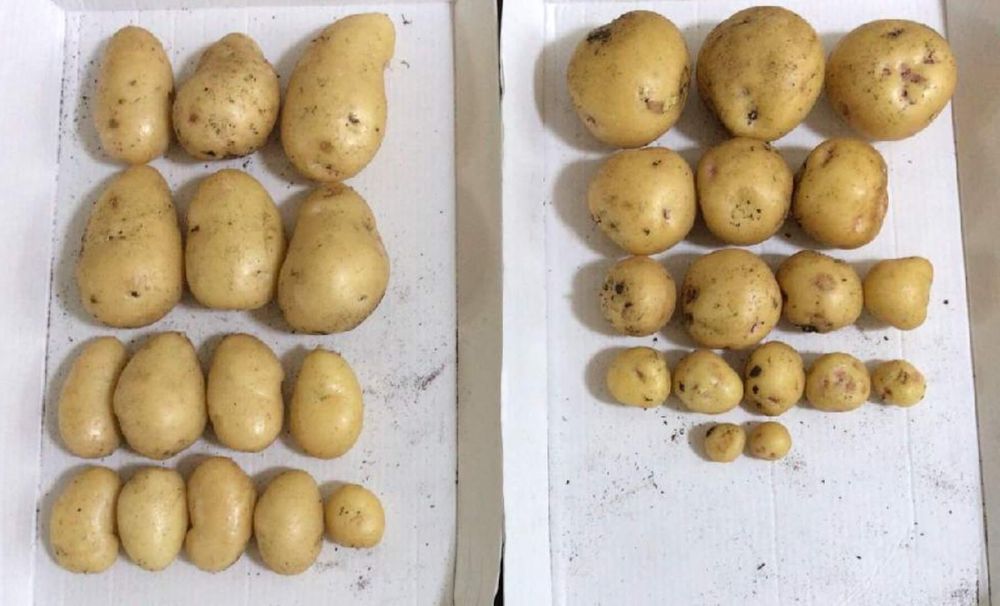 ジャガイモ　保存方法