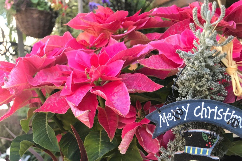 ポインセチア クリスマスの花