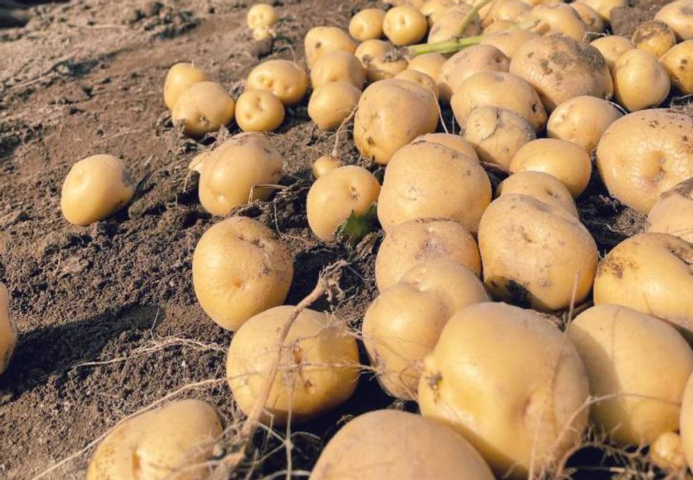 じゃがいも　土寄せ