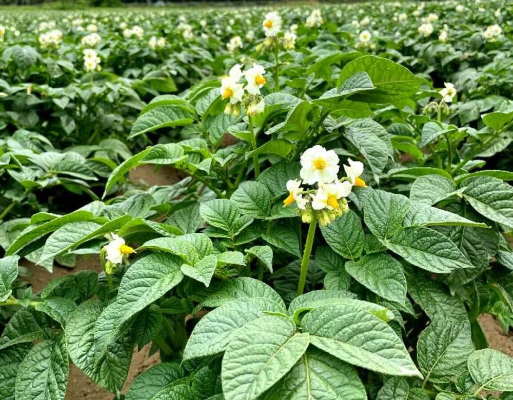 じゃがいも　土寄せ