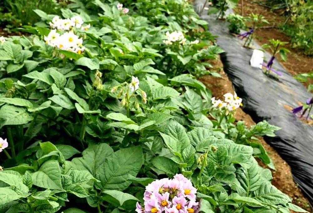 じゃがいも　土寄せ