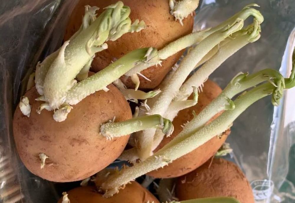 ジャガイモ　芽　毒