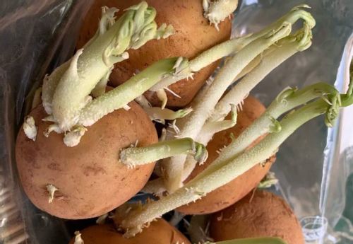 ジャガイモの芽の毒素 芽の処理方法は 食べてしまっても大丈夫 Greensnap グリーンスナップ
