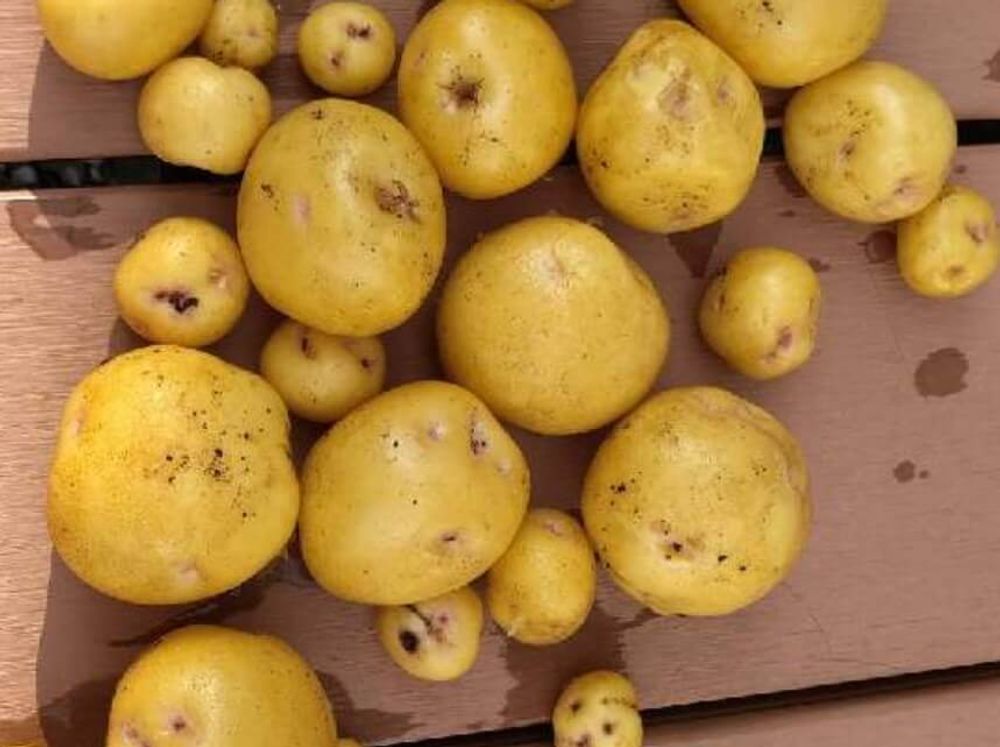 ジャガイモ　芽　毒