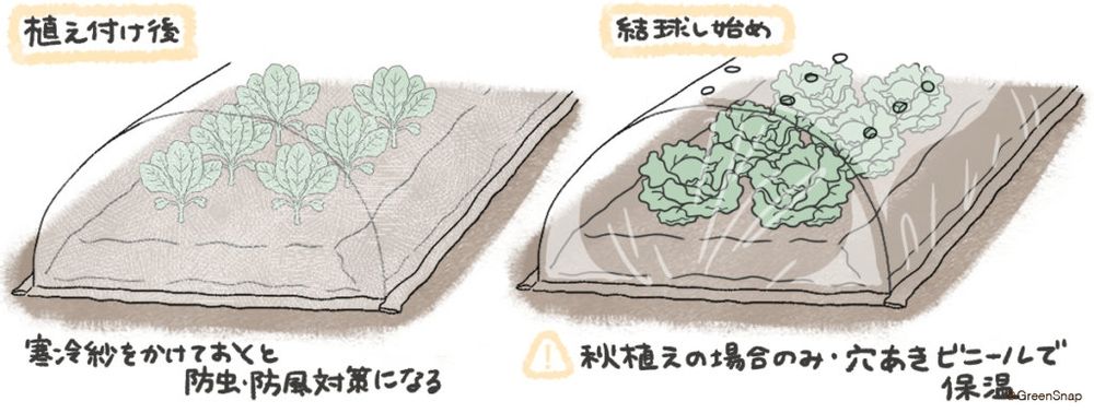 レタス トンネル 防風 寒さ対策 イラスト